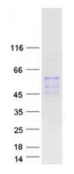 SDS-PAGE (LIPC-269H).jpg
